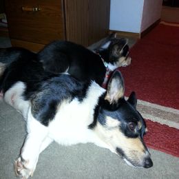 Pembroke Welsh Corgi Puppies from Walkabout's Pembroke Corgi's