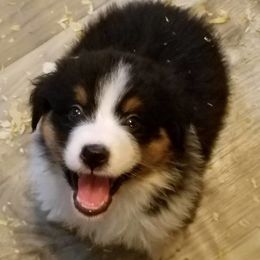 Australian Shepherd Puppies from Rockhill Australian Shepherds