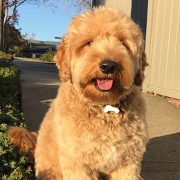 Hank  - Goldendoodle