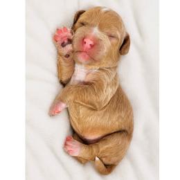 Porsche - Cream female Goldendoodle puppy in Reno, Nevada from Darling Doodles