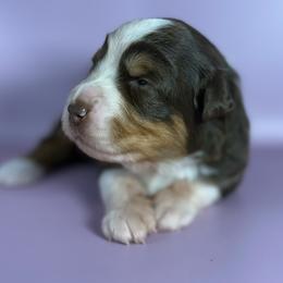 France - Red tri-color female Miniature American Shepherd puppy in New Boston, New Hampshire from Painted Pup Australian Shepherds