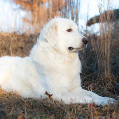 Glacier - Maremma Sheepdog