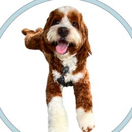 Charlie - Goldendoodle