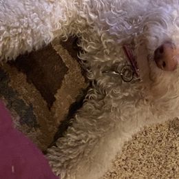 Lagotti Romagnoli from Curly Acres Lagotto Romagnolo