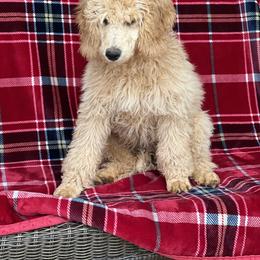 Poodle Puppies from Flint River Poodles