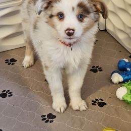 Charlie - Red merle male Toy Australian Shepherd puppy in Luzerne, Iowa from Rouse's Aussies