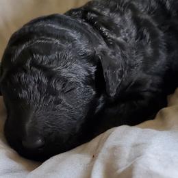 Lucky / Remy - Poodle puppy in Lebanon, Ohio from Lucky's Legacy