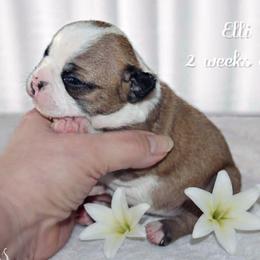 Girl 1 - Seal and white female Boston Terrier puppy in North Central, Vermont from Windy Valley’s Bostons