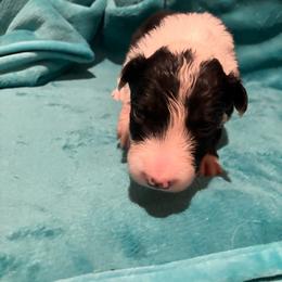 Pin - Black and white male Border Collie puppy in Holden, Missouri from Spotted Feather Farm