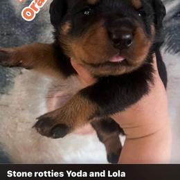 Orange - Black and rust male Rottweiler puppy in Mancelona, Michigan from Nicolle Stone