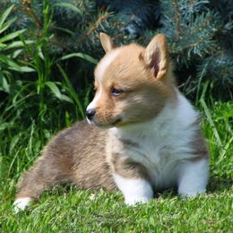 Pembroke Welsh Corgi Puppies from AB Ranch