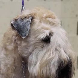 Soft Coated Wheaten Terriers from Kaden Wheatens