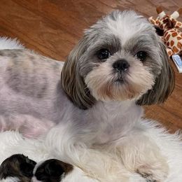 Shih Tzus from Private Home