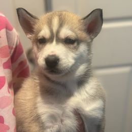 Boy - Brown and white Siberian Husky puppy in Rancho Cucamonga, California from Rice Breeders