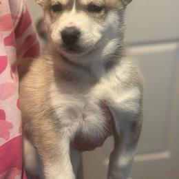 Boy - Brown and white Siberian Husky puppy in Rancho Cucamonga, California from Rice Breeders