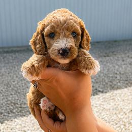 Liberty - Cream female Goldendoodle puppy in Hudson, Michigan from Haaspawz