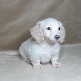 Falcor - Cream male Dachshund puppy in Pana, Illinois from Doxie Waggin Tails