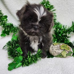 Havanese and Shih Tzu Puppies from Locust Creek Shih Tzu & Havanese