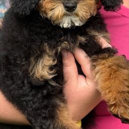 Rowan - Phantom male Goldendoodle puppy in Norton, Ohio from Keepsake Doodles