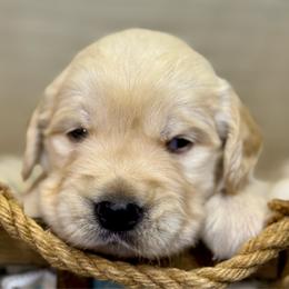 Mr Blue - Golden male Golden Retriever puppy in Tonasket, Washington from Denzil’s Goldens