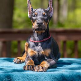 Red Girl - WOR NORMANDIA - Black and rust Doberman Pinscher puppy in Old Bridge, New Jersey from Wizard Ost Revolution kennel
