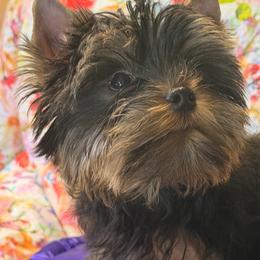 Wally - Black and gold male Yorkshire Terrier puppy in Lake Mary, Florida from Cannon Yorkies