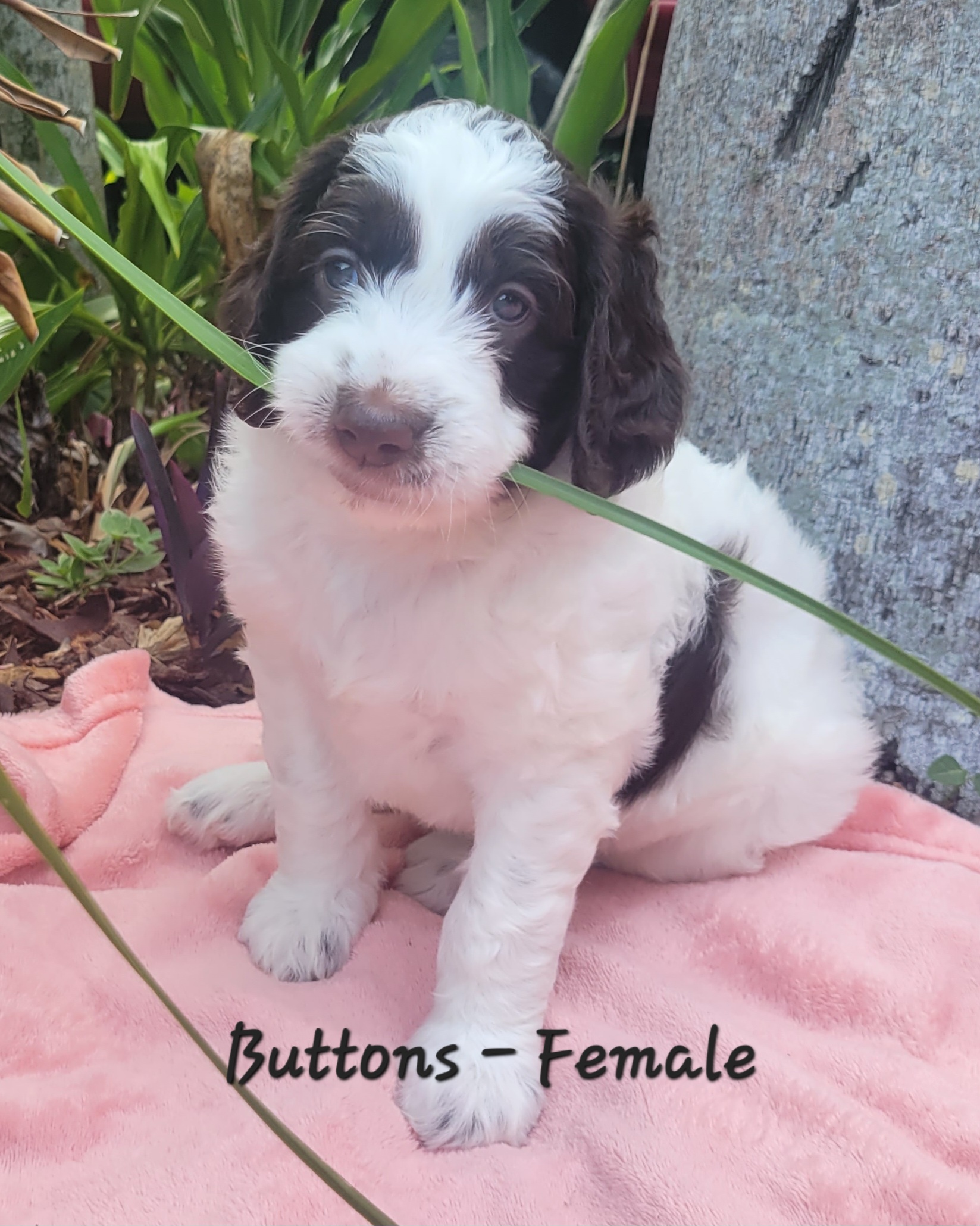 Springerdoodle Puppies from Springerdoodles of Florida