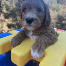 Lace - Red  female Goldendoodle puppy in Placerville, California from New Dawn Poodles and Doodles