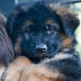 Grey - Black and red male German Shepherd puppy in Canton, Texas from WILDWOOD GERMAN SHEPHERDS