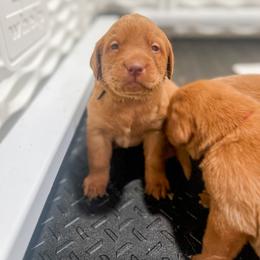 Labrador Retriever Puppies from Mid-Columbia Labradors