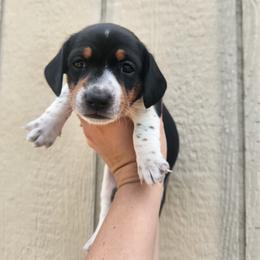 Rollo - Piebald male Dachshund puppy in Cedarcreek, Missouri from Cedarcreek Dachshunds