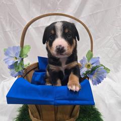 Ross - Black white and tan male Entlebucher Mountain Dog puppy in New Cordell, Oklahoma from QH Entlebucher Kennel