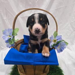 Ross - Black white and tan male Entlebucher Mountain Dog puppy in New Cordell, Oklahoma from QH Entlebucher Kennel
