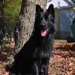 Garry - German Shepherd
