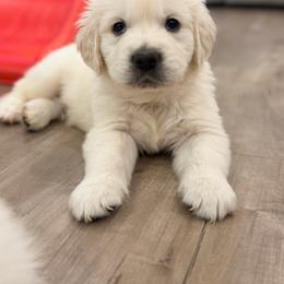 Mars - Light golden male Golden Retriever puppy in Shingle Springs, California from Creamy Retrievers
