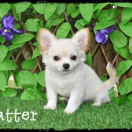 Butter - Cream male Chihuahua puppy in Demorest, Georgia from Sourpatch Chihuahuas