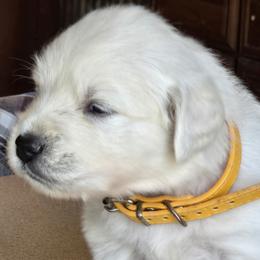 YELLOW COLLAR GIRL - Light golden female Golden Retriever puppy in Terre Haute, Indiana from Fiddle In Gold Retrievers