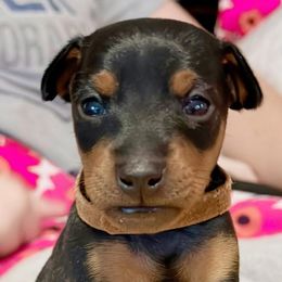 Manchester Terriers from Mystic Manchesters