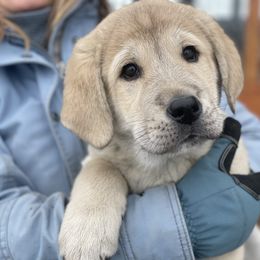 Anatolian Shepherd Dog Puppies from Wild Rooster Family Farm (AKC Anatolians OFA Hips Tested)
