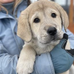 Anatolian Shepherd Dog Puppies from Wild Rooster Family Farm (AKC Anatolians OFA Hips Tested)