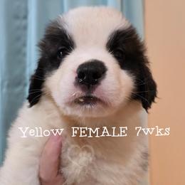 Yellow FEMALE - White and brown female Saint Bernard puppy in Kaukauna, Wisconsin from Holtz Family Saints