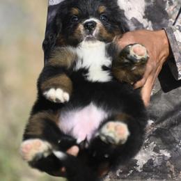 Bernese Mountain Dog, Golden Mountain Dog, and Golden Retriever Puppies from Grateful Bernese & Gage's Goldens