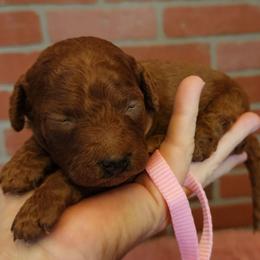Miniature Pink collar girl - Red  female Goldendoodle puppy in Los Molinos Ca, California from Sunshine Sanctuary Doodles