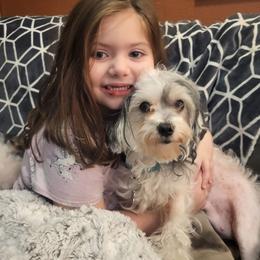 TIKI - Maltipoo