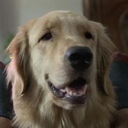 Luna  - Golden Retriever