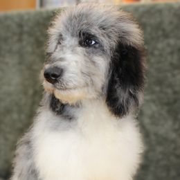 Jason- Boy 2 - Blue merle Aussiedoodle puppy in Stokesdale, North Carolina from His and Hers Poodles and Doodles