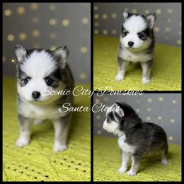 Santa Claus - Gray and white male Pomsky puppy in Rossville, Georgia from Scenic City Pomskies