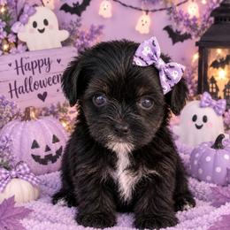 Myla - Black and tan female Yorkipoo puppy in Lebanon, Kentucky from Mosaic Merle Doodles