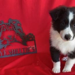 Panda - Black and white male Shetland Sheepdog puppy in Dayton, Ohio from Buckeye Shelties