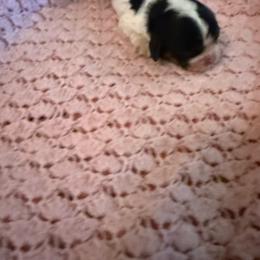 Jewels - Tri-color female Cavalier King Charles Spaniel puppy in Athens, Georgia from Sandy Cross Kennels
